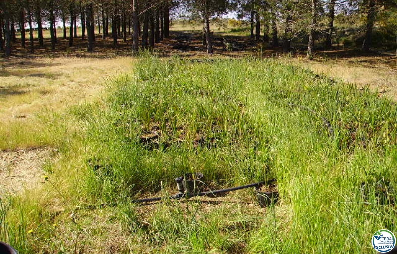 Rustic land of 18,000 m in Garriguella - Ref. CBR5255 - photo 5