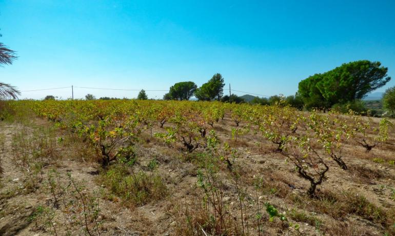 Magnifique maison sur un terrain de 2 hectares à Sant Climent Sescebes