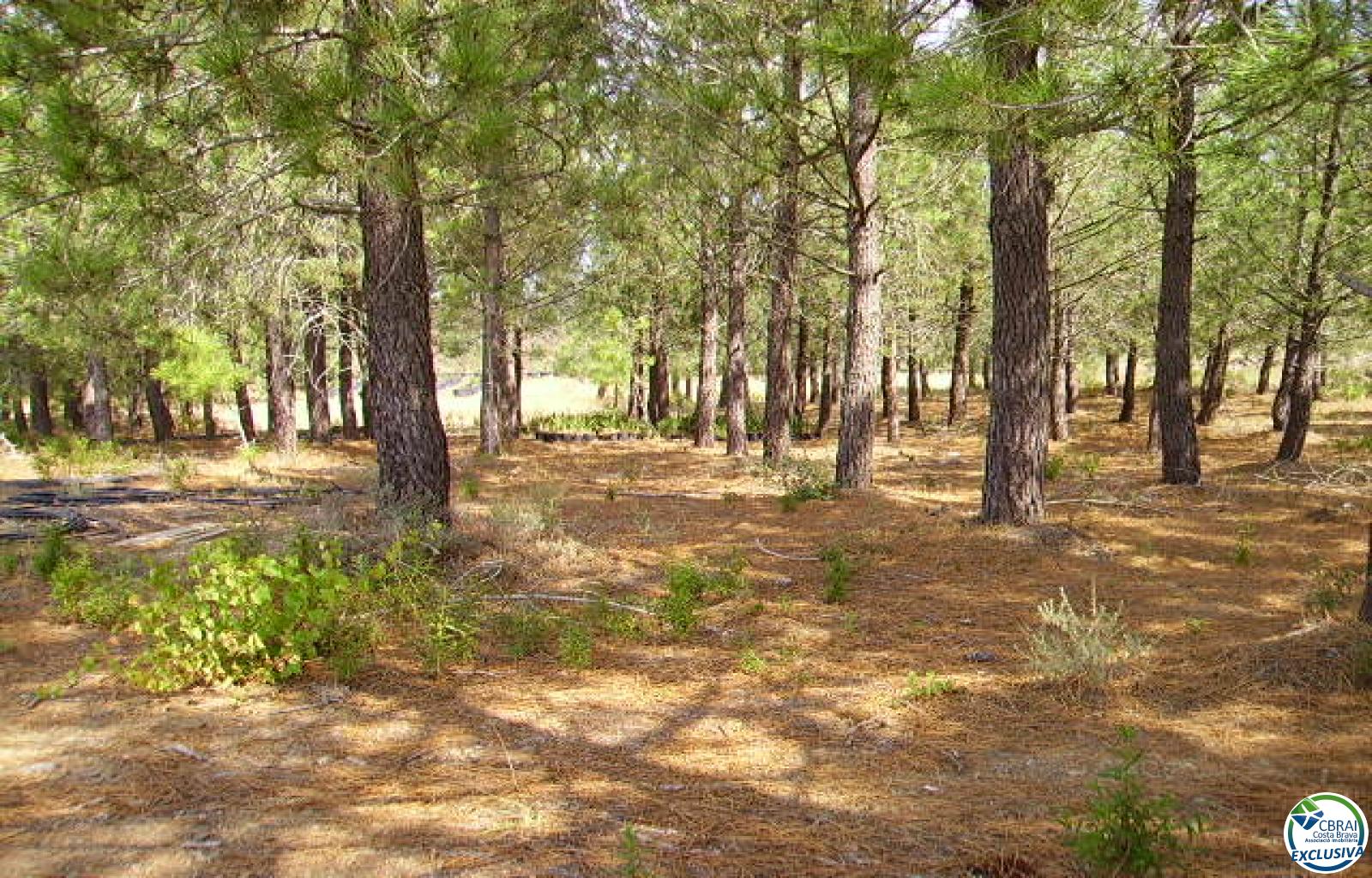 Rustic land of 18,000 m in Garriguella - Ref. CBR5255 - photo 14